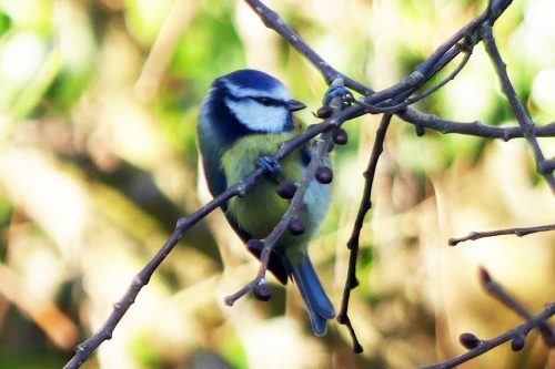 Birds Worst Breeding Season Tits Cent